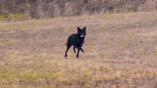 RARE Black Coyote Double (EPIC Coyote Hunting)