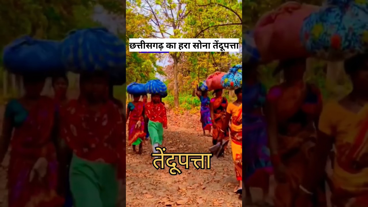 Tendu patta बीड़ी पत्ता 