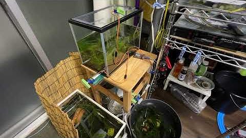 Food feeder for medaka using Pimoroni Servo2040