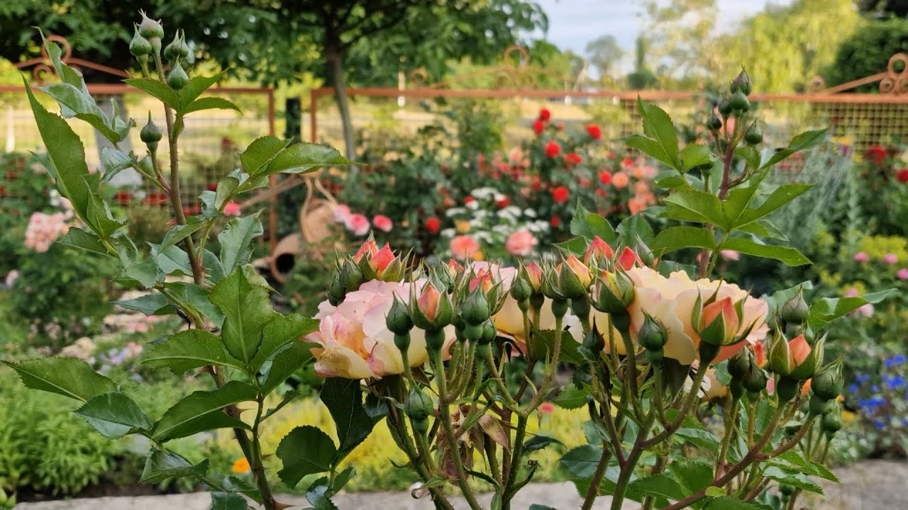 Трояндовий рай*Троянди першорічки*Продавці троянд