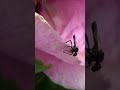 Комаха після дощу. (переозвучка) #shorts #Insects