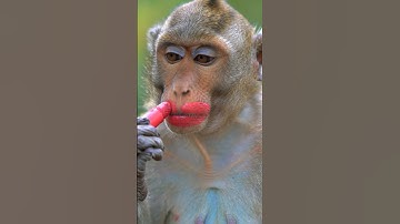 Monkey makeup 🐵💄#viralvideo #funny #shorts #makeup