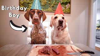 Dogs get mesmerized by STEAK!