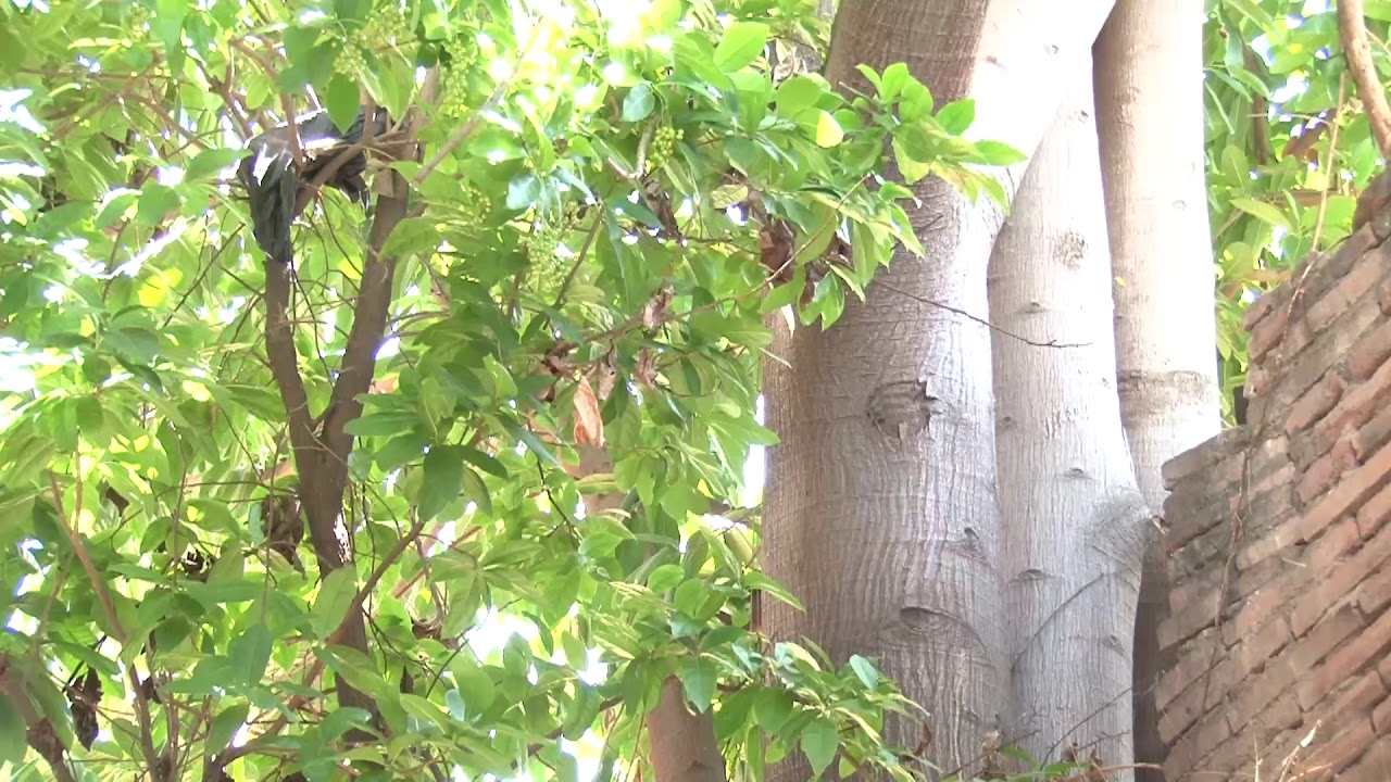 ÁRBOL DE HIGUERA - YouTube