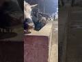 TOSUNLAR VE BOĞALAR YEMLENİYOR