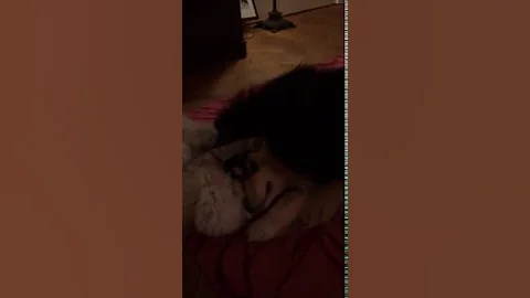 Watch the video about Dog & Kitten Playing