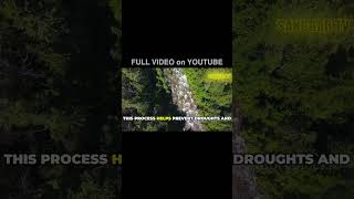Reforestation: Healing the Planet One Tree at a Time - Reboisasi