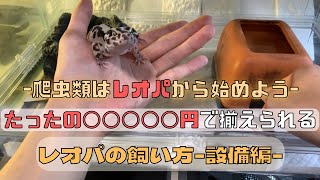 【爬虫類初心者必見】レオパの飼育は簡単に始められます