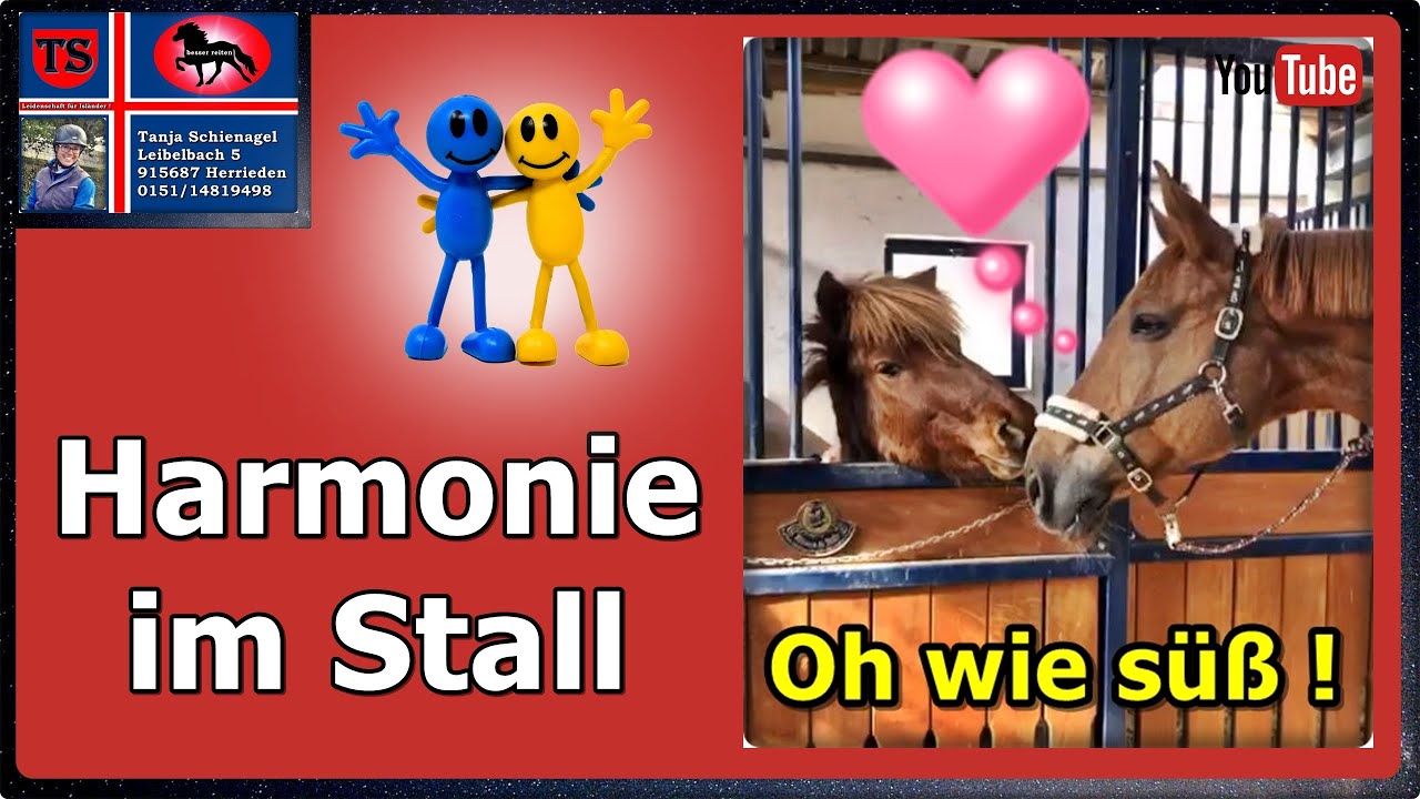 Großpferd - Islandpferd, Harmonie im Reitstall, Isländer, Tanja Schienagel. IPZV Trainer