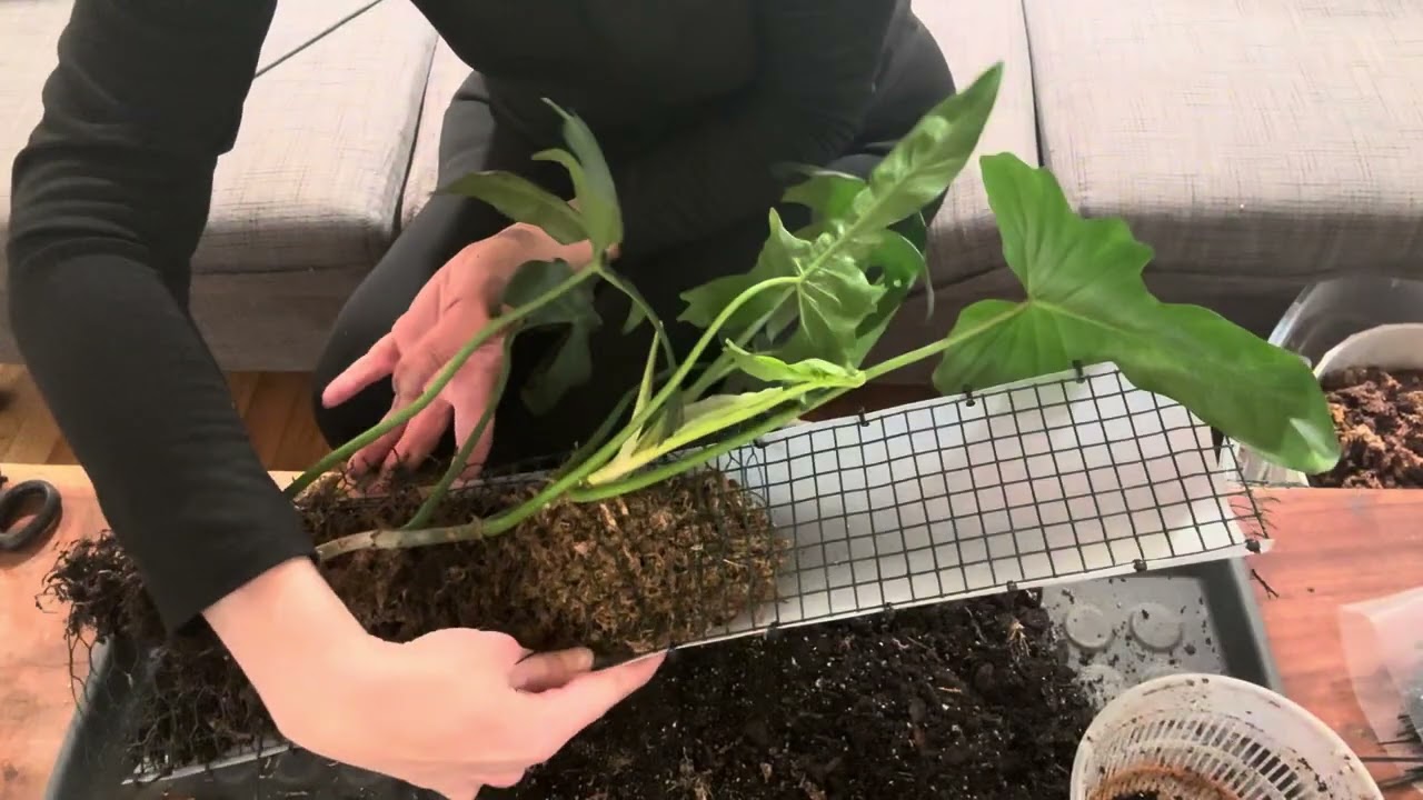 Philodendron golden dragon MUST WATCH! 