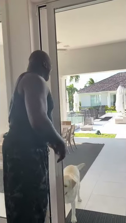 Who let the dogs out