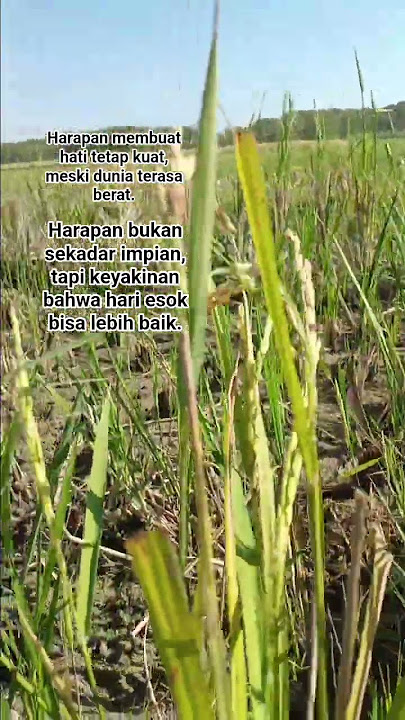 Harapan membuat hati tetap kuat, meski dunia terasa berat. #motivasihidup #shorts #fypシ゚viral