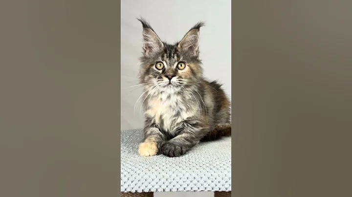 Video 11837601: maine coon female kitten, black maine coon kitten, maine coon kitten meets