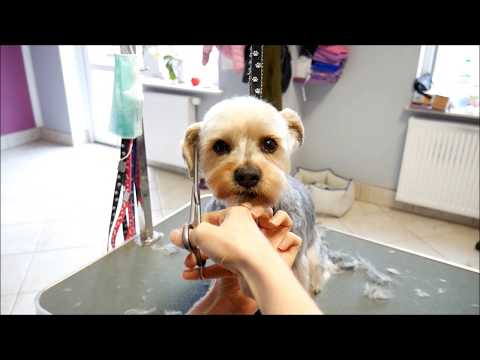 Wideo: Jak Założyć Uszy Yorkshire Terrierowi