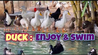 Ducks : Enjoy & Swim 23| Desi Ducks | Indian Duck Farm | Village Farm | Duckling by Indian Agri Farm 1,058 views 1 year ago 14 minutes, 17 seconds