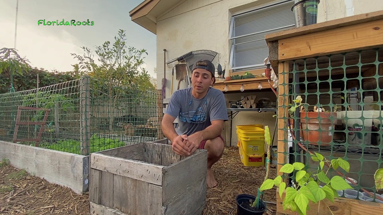 Potatoes growing in my YouTube