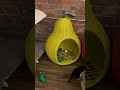 #FunnyAppleVoice