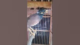 Masteran/terapi jalak nias ingsa allah lancarr jayaa