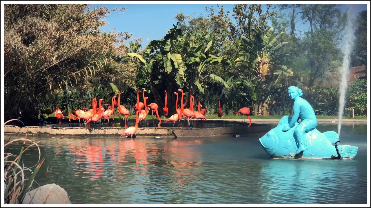 Zoológico De Guadalajara YouTube