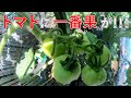 畑の作物が成長してきたぞー！【菜園の経過報告②】