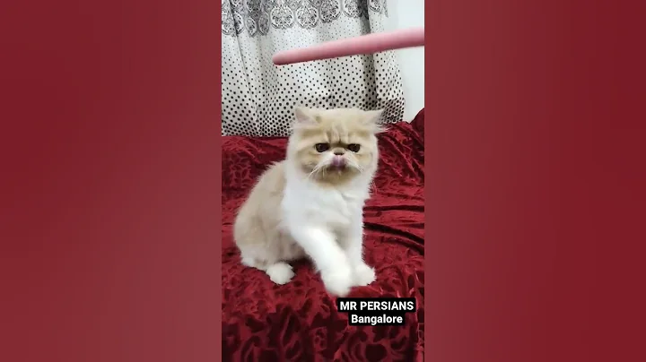 Watch the video about Extreme punch kitten | Best quality| MR Persians #Extremepunch #cats #persiancat