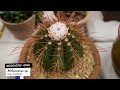 Cactus Identification: Melocactus sp - Houseplant Identification