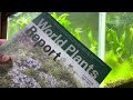 ビールを飲みつつ『World Plants Report 』について話す。その1