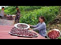 Plum Season Making Plum Syrup And Sun Dried Plums Live With Nature Plum Season Making Plum Syrup And Sun Dried Plums Live With Nature