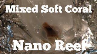 Fluval Evo 13.5 Nano Reef Tank! EP83 (October 2025 Update )