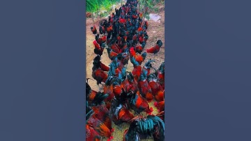 Peternakan ayam yang sangat luar biasa di negara china #shorts