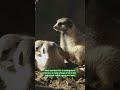 Meerkat Day | San Diego Zoo #shorts
