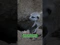 Meerkat Day | San Diego Zoo #shorts