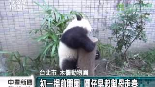 20140131 公視中晝新聞 圓仔新春開工首日 秀睡姿也吸睛