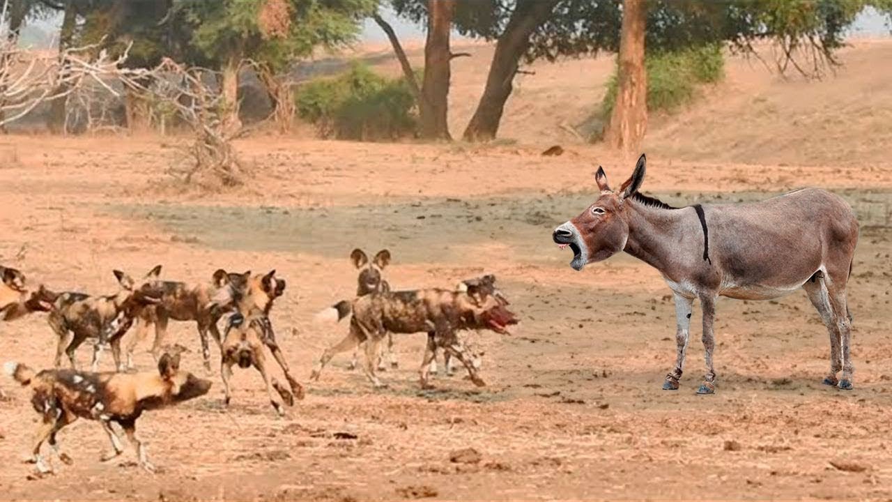 OS ANIMAIS MEXERAM COM O BURRO ERRADO!