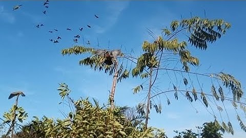 mulot punai lukasi baru ternyata punai nya sangat melimpah#pulot#kalimantan