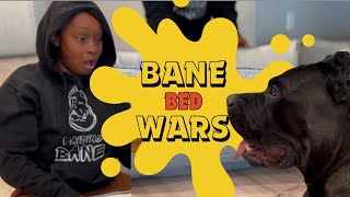 Bane the Cane Corso's Epic Bed Upgrade: Unleashing Bed #7!