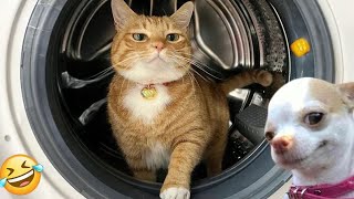 Try Not To Laugh Cats And Dogs Videos   Best Funniest Animals Video 2024