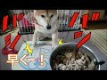 柴犬小春　「早くちょうだい！」机を連打でバシバシアピール！鶏がら軟骨には目がない！