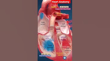 Thumbnail of Heart anatomy l Heart valves and chamber l Blood circulation in heart l हार्ट एनाटोमी #heart #shorts