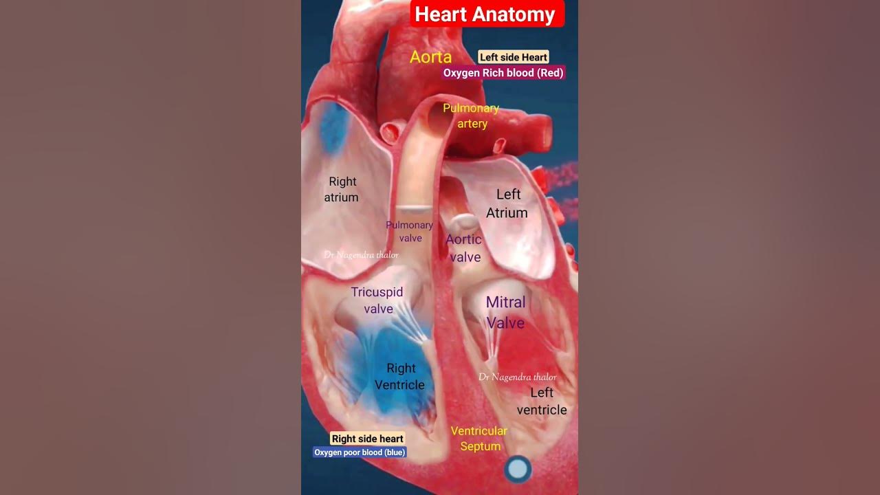 Heart anatomy l Heart valves and chamber l Blood circulation in heart l हार्ट एनाटोमी #heart #shorts