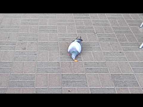 鳥のおもしろ動画ｗ Youtube