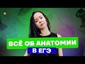 Все об анатомии в ЕГЭ | Биология ЕГЭ 2022 | Умскул