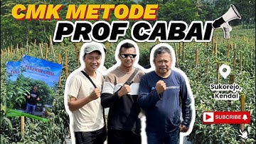 CMK FULL METODE PROFESOR TANAMAN CABAI