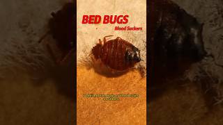 BED BUG HOLIDAY TRAVEL TIPS