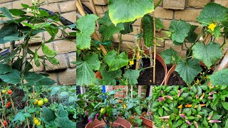 October Garden Update || Bangladeshi Vegetable Garden In UK || Shokher Bagan 2023
