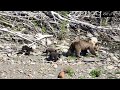 BAÑO Y PASEO DE TRES OSEZNOS BAJO LA CONSTANTE VIGILANCIA DE SU MADRE (MONTAÑA LEONESA 2022)