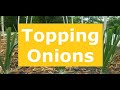 Topping ONIONS | HOW and WHY I top my onions | absolute beginner