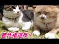 ビートルズの曲やディズニーの画像は著作権がウルサイんだぞ😪【猫日記こむぎ&だいず】2017 12 07