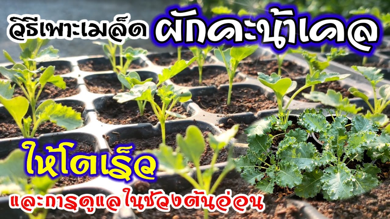 วิธีเพาะเมล็ดผักคะน้าเคล 🌱ให้โตเร็ว และการดูแลในช่วงต้นอ่อน