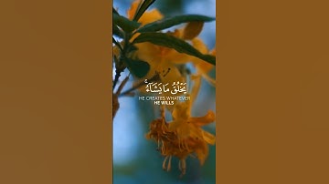 تلاوة عطرة من سورة المائدة للقارئ عمير شميم